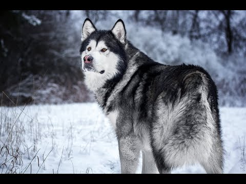Видео: Самая мощная и темпераментная порода собак Аляскинский маламут — северный ездовой гигант
