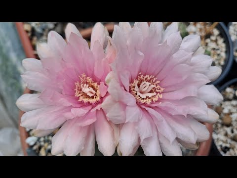 Видео: Я вернулась!🙋‍♀️ Спасибо, что остались со мной! Небольшой обзор новинок коллекции))
