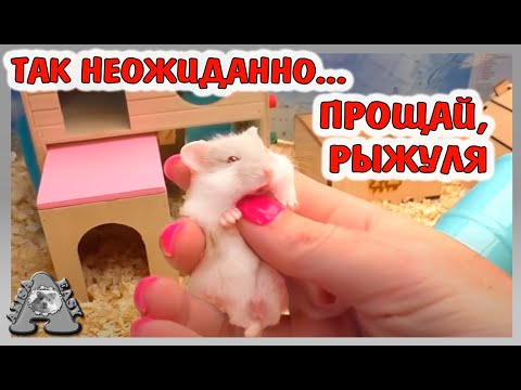 Видео: ЧТО  БУДЕТ с  ХОМЯКАМИ? /КРЫСЫ,  МОРСКИЕ СВИНКИ , КОТ, СОБАКА, ШИНШИЛЛА, МУРАВЬИ  / Alisa Easy Pets