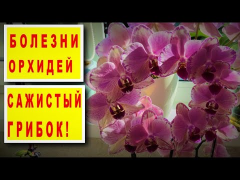 Видео: БОЛЕЗНИ ОРХИДЕЙ! ПИРАТ ПИКОТИ Phal. PIRATE PICOTEE И ГРИБКОВОЕ ПОРАЖЕНИЕ! ГРИБОК/ЧЕРНОТА НА ОРХИДЕЕ!