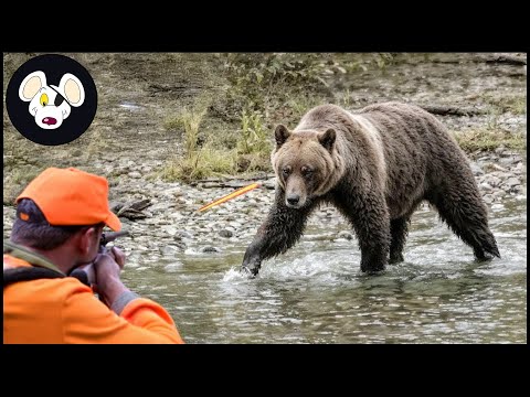 Видео: Охота на медведей, нападающих на фермы, с винтовкой | Инвазивные виды