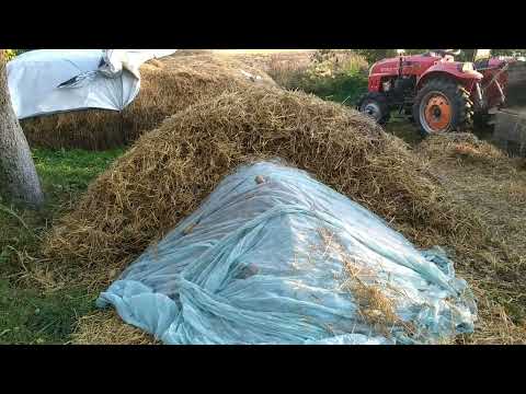 Видео: Хранение семян картошки в бурту под саломой. Начало следующего сезона 🥔