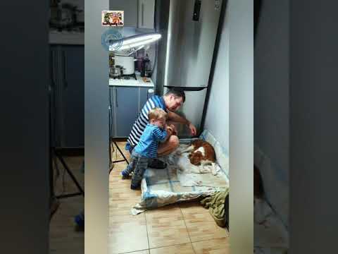 Видео: Появление малышей Кавалер кинг чарльз спаниель. )