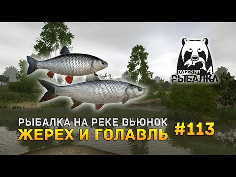 Видео: Русская Рыбалка 4 #113 - Рыбалка на реке Вьюнок. Жерех и Голавль
