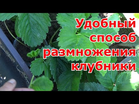 Видео: Самый лучший способ размножения клубники (садовой земляники) усами - ЗКС.