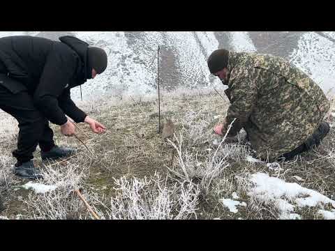 Видео: Охота на кеклика. Шикори кабк