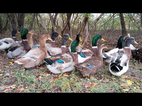 Видео: Руанские утки, октябрь 2024.