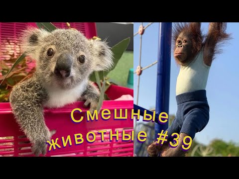 Видео: Смешные ЕНОТЫ, ПАНДЫ, СОБАКИ #39 / Ржачные животные 2022.