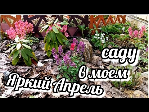 Видео: Прогулка по апрельскому саду! Весна всё больше заявляет о себе 🥰