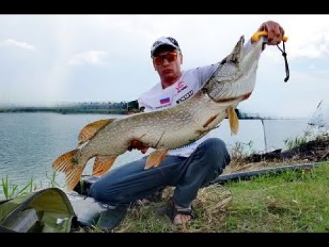 Видео: Щука в июле. Бигбейты, Бульдоги XBaits Bullty. Lizzard X 710MH. +Джиг.