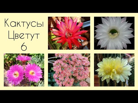 Видео: Мои Кактусы Цветут 🌵 2025