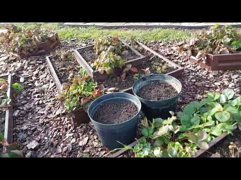 Видео: Сад на Урале в октябре. 