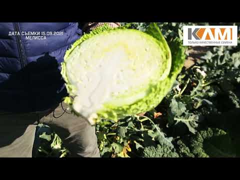 Видео: Капуста савойская Мелисса от Бейо Заден