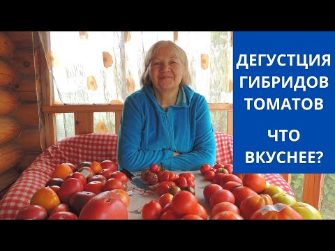 Видео: ДЕГУСТАЦИЯ ГИБРИДОВ ТОМАТОВ! ЧТО ВКУСНЕЕ?
