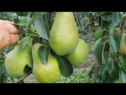 Видео: Груша БРЯНСКАЯ КРАСАВИЦА 2021