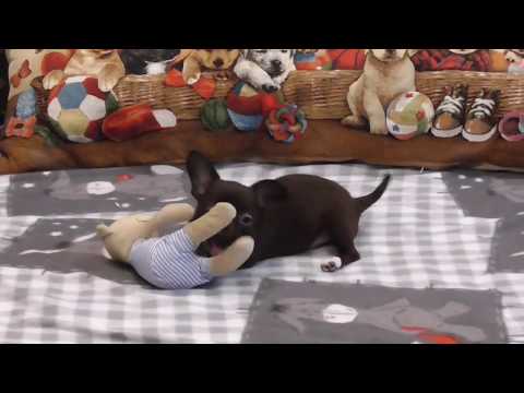 Видео: Шоколадные,лиловая,чёрная Девочки ЧИХУАХУА Щенки из питомника