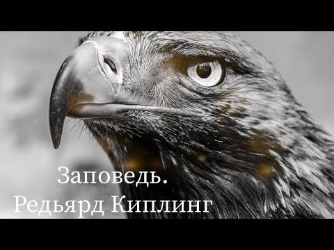 Видео: Заповедь.