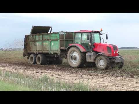 Видео: разбрасывание навоза на поле с навозоразбрасыватель МТУ