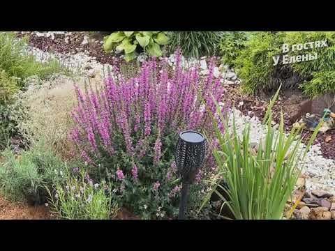 Видео: ПРИЕХАЛИ ГОСТИ / ПРИВЕТ ОТ МАРКА / ОБЗОР САДА ОТ АРСЕНИЯ
