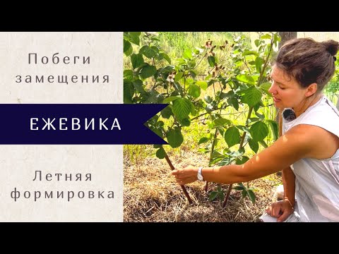 Видео: Что делать летом с побегами замещения у ежевики