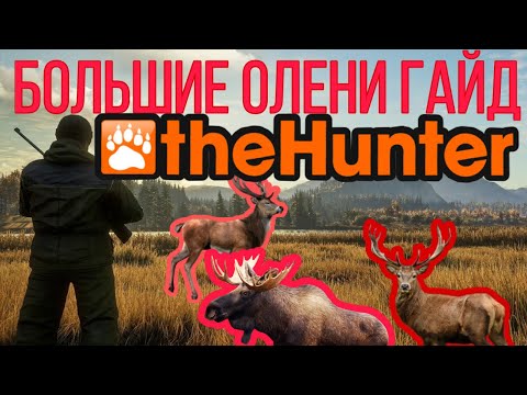 Видео: The Hunter Classic Большие олени Лось, Рузвельт, Благородный, Северный  олень помощь новичкам!!!!