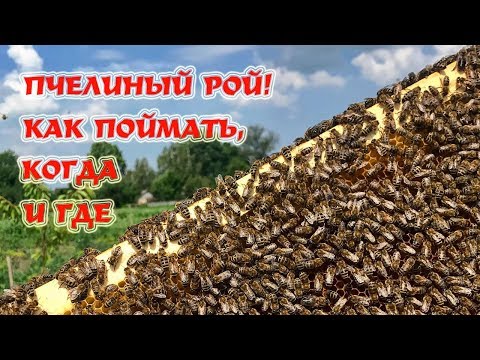 Видео: Ловля роёв | Секреты установки ловушек.