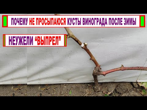 Видео: 🍇 Вот почему не ПРОСЫПАЮТСЯ КУСТЫ ВИНОГРАДА после зимы? Виноград ВЫПРЕЛ? Вымерз? Не вызрел?
