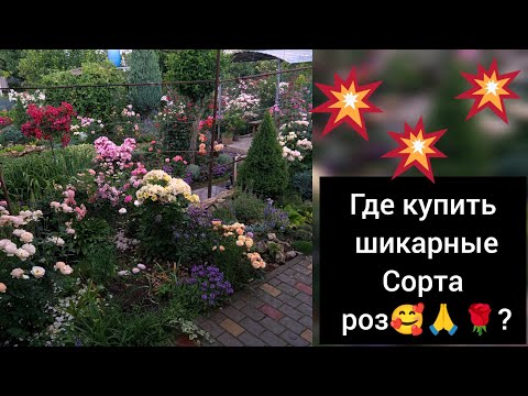 Видео: О питомниках🌹 - где  заказать розы? 🤔; "Розовые сады Черноземья🌹"- моё открытие в этом сезоне 👍👌😍🌹