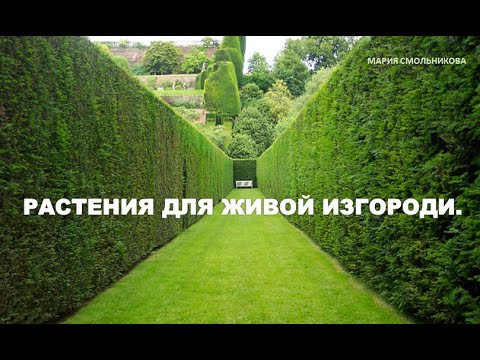 Видео: Растения для живой изгороди.