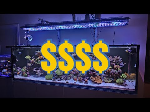 Видео: Сколько я потратил на Red Sea S-1000? | Пошаговое руководство и стоимость