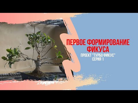 Видео: Ускорение роста фикуса бонсай в разы! Проект "Турбо фикус" бонсай. Bonsai growth acceleration