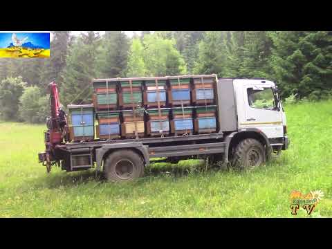 Видео: Мед "зі смаком солі"