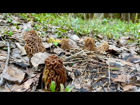 Видео: МНОГО ГРИБОВ В МАЕ! НОВОЕ ГРИБНОЕ МЕСТО! Грибы