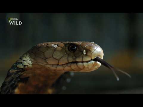 Видео: В городе змеи 7 сезон,6эп. Госпожа мамба.National Geographic Wild HD смотреть  онлайн