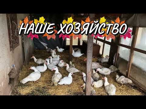 Видео: БЕЛЫЕ ИНДОУТКИ ,СОДЕРЖАНИЕ.ДЕРЕВЕНСКАЯ ЖИЗНЬ#Татарстан,на пенсии в деревне тоже не просто