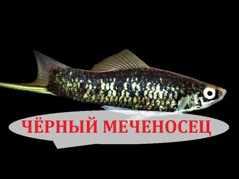 Видео: Чёрный меченосец. Содержание в аквариуме, разведение, совместимость и уход