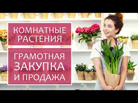 Видео: Комнатные растения: как зарабатывать на них легко и без потерь. Продажа комнатных растений в розницу