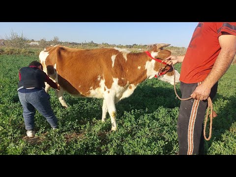 Видео: ЯКСАР ГОВИ 7 МОХА БУГУЗИ АХЛИ ТАХДОН БО НАРХИ АРЗОН БАРОЙ МОЛКАРДАН ХАРИДОРО МАРХАМАТ 