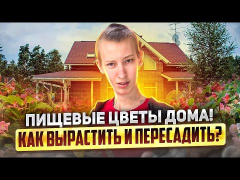 Видео: Как вырастить пищевые цветы? Съедобные цветы на продажу!