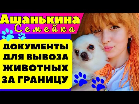 Видео: Как вывезти животных за границу, ПАКЕТ ДОКУМЕНТОВ и требования 🐾 АШАНЬКИНА СЕМЕЙКА 