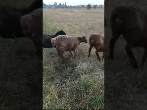 Видео: 79 бас бир кора бир ен саулыктар сатылады. Бағасы 53000 87774325311.