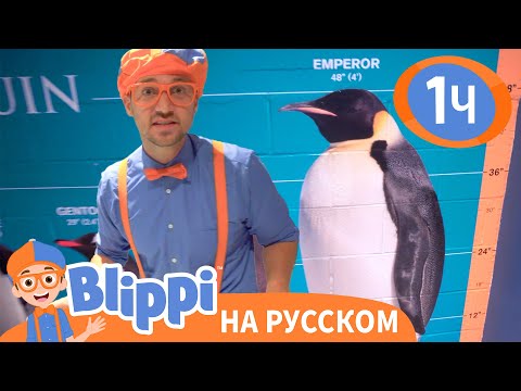 Видео: Блиппи в Океанариуме | Изучай этот мир вместе с Блиппи | Blippi Russian