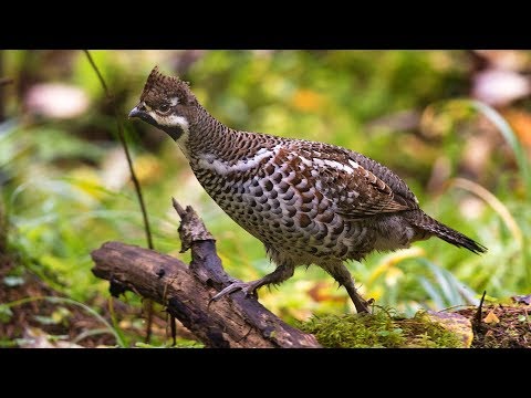 Видео: Hazel grouse in autumn. (Рябчик осенью)