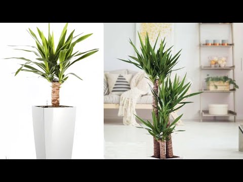 Видео: ЮККА УХОД В ДОМАШНИХ УСЛОВИЯХ#цветы#комнатныерастения#юккауход