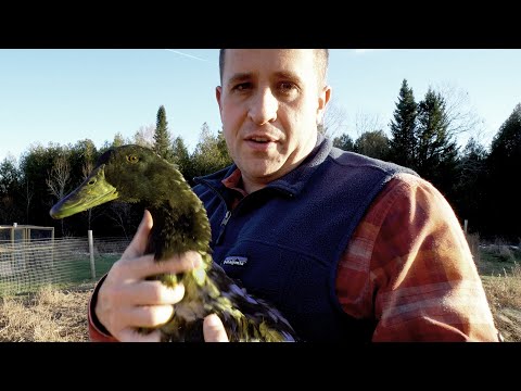 Видео: У этой утки каюги странная история