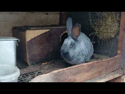 Видео: Случай в моём хозяйстве. 🤔🤔🤔