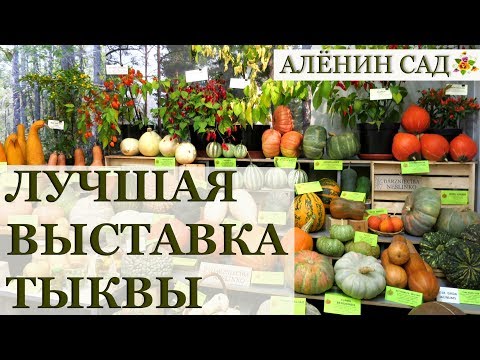 Видео: ТЫКВЫ на выставке в Музее Природы / Клуб Томат в Латвии