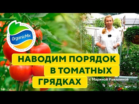 Видео: Томаты в теплице! Наводим порядок в томатных грядках. Марина Рыкалина советует!