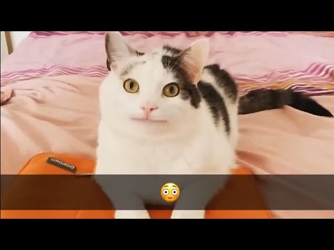 Видео: 7 часть #txpstudio сборник белуга на русском
