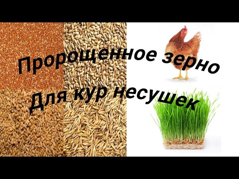 Видео: Проращиваем пшеницу, ячмень, овес, просо для кур несушек.
